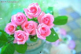 圣诞玫瑰在线观看,在线观看，探寻神秘圣诞节的浪漫传说  第2张